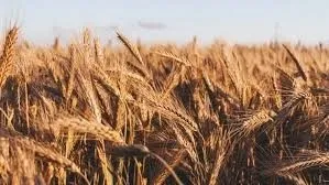 Agrolink